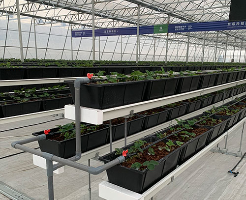 双层支架式草莓栽培种植系统（含种植盆）