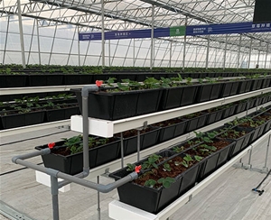 双层支架式草莓栽培种植系统（含种植盆）